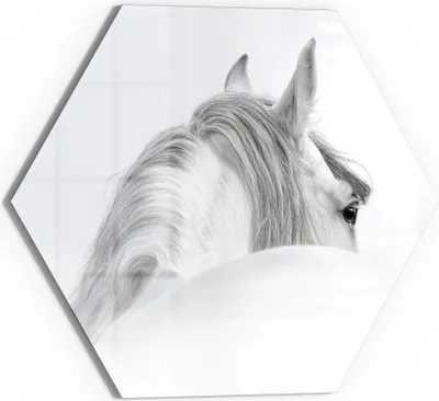 Produktbild von DEQORI Glasbild Echtglas 55x48 cm 'Andalusisches Pferd' Wandbild Bild modern Deko