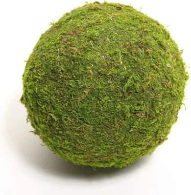 Image de HBx mousse boule vivante naturelle d'Asie ø20cm