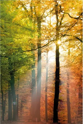 Produktbild von Wallario Poster - Sonnenuntergang im Herbstwald, Kunstdruck Größe: 61 x 91,50 cm