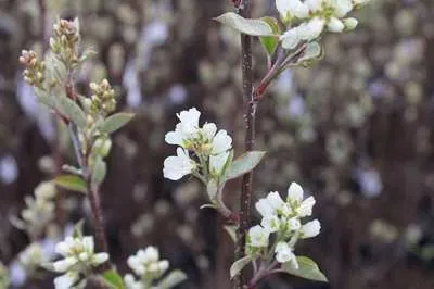Obrázok produktu pre Amelanchier spicata - Hruška korenistá 40- 50 cm kontajner