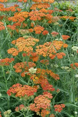Produktbild von Achillea millefolium 'Terracotta', Schafgarbe, orange, ca. 9x9 cm Topf