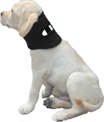 Image de INF Collier de Protection Post-Opératoire pour Animaux - Soutien et Guérison XL