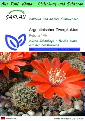 Produktbild von SAFLAX Garden to go - Argentinischer Zwergkaktus - Rebutia / Mix - 40 Samen - Mit Topf, Klima - Deckel und Anzuchtsubstrat