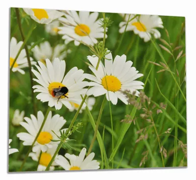 Produktbild von Wallario Herdabdeckplatte aus Glas, Größe 60 x 52 cm 1-teilig, Motiv Margeritenwiese