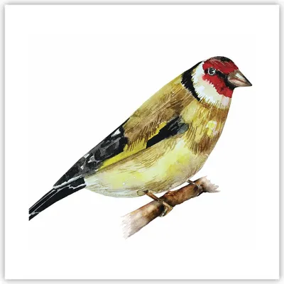 Produktbild von Poster - Poster ohne Rahmen - Stieglitz Vogel Aquarell - 40x40 cm - Wand Bild - Wanddeko - Wandbilder - Kunstposter - Wandposter - Bilder - Kunstdruck - Wanddekoration - Wandbild - P2XAC40x40-4179
