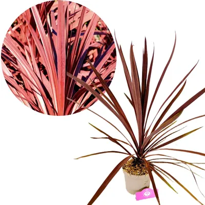 Produktbild von Cordyline australis 'Red Comet', Kohlpalme, Höhe 60 cm, 2-Liter-Topf