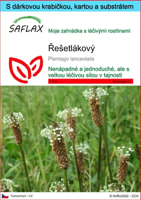 Obrázek produktu pro SAFLAX Dárková sada - řešetlákový - Plantago lanceolata - 100 Semena - S dárkovou krabičkou, přepravním štítkem, dárkovou kartou a pěstebním médiem