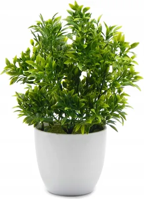 Produktbild von KÜNSTLICHE PFLANZE AUS KUNSTSTOFF, Weißer Topf, Eukalyptus, Dekoration, 24 cm