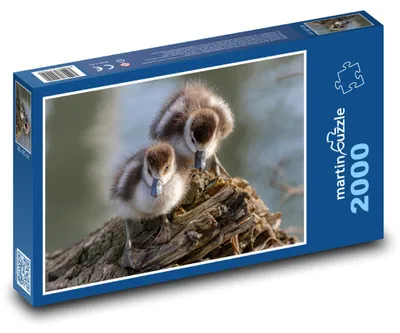 Obrázok produktu pre Puzzle 2000 Mláďatá egypských húsí - martinpuzzle