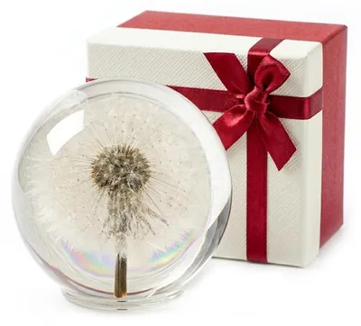 Löwenzahn-Briefbeschwerer aus Kristallglas, 80 mm, echte Blüte