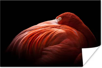Produktbild von MuchoWow® Poster Flamingo - Federn - Rosa 120x80 cm - Bilder