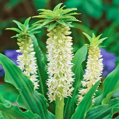 Image de Eucomis Eukomis Autumnalis 1 pièce Bulbes à fleurs Eukomis