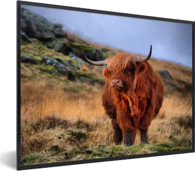 Produktbild von MuchoWow® Gerahmtes Poster Schottische Highlander - Gras - Steine 40x30 cm - Poster mit Schwarzem Bilderrahmen Wandposter Rahmen Foto Bilder - Kunstposter - Wanddekorationen