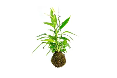 Obrázek produktu pro Gardners Kokedama Spathiphyllum (L)
