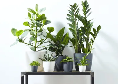 A collection of potted houseplants on a shelf against a white background.