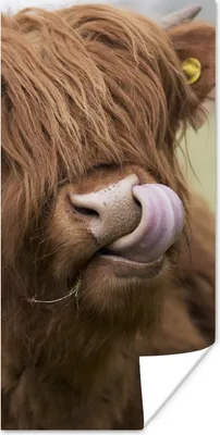 Produktbild von MuchoWow® Poster Schottischer Highlander - Braun - Tiere 20x40 cm - Plakat - Foto