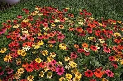 Produktbild von 6 x Echinacea purp. 'Cheyenne Spirit' - Sonnenhut - Topf 9 x 9 cm