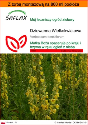 Zdjęcie produktu dla SAFLAX - Garden in the bag - Dziewanna Wielkokwiatowa - 500 Nasiona - Z podłożem uprawowym w praktycznej, samorozkładającej się torbie - Verbascum densiflorum