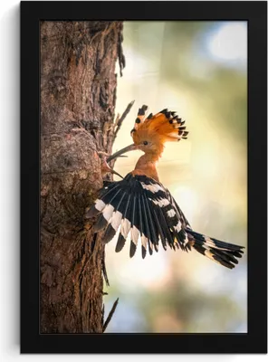 Produktbild von MuchoWow® MuchoWow® Gerahmtes Poster Vogel - Baum - Wald 20x30 cm - Poster mit zchwarzem Bilderrahmen - Drucken - Bilder Poster im Rahmen