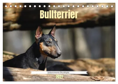 Produktbild von Bullterrier, liebenswerte Sturköpfe (Tischkalender 2027 DIN A5 quer), CALVENDO Monatskalender