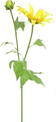 Produktbild von Chrysantheme 74 cm Gelb