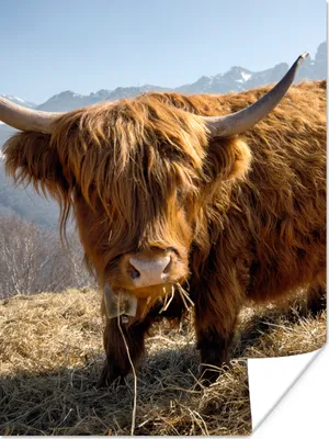 Produktbild von MuchoWow® Poster Schottischer Highlander - Berg - Schnee 90x120 cm - Wohnzimmer