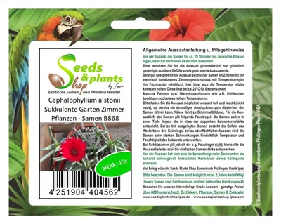 Produktbild von 15x Cephalophyllum alstonii Sukkulente Garten Zimmer Pflanzen - Samen B868