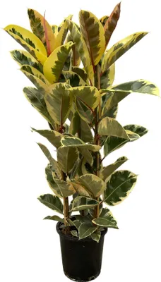 Zdjęcie produktu dla Trendyplants - Ficus Elastica Tineke krzew - Drzewo kauczukowe - Wysokość 150-170 cm - Rozmiar doniczki Ø28 cm