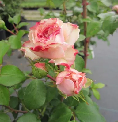 Produktbild von Nostalgie® Beetrose Mariatheresia ® - Rosa Mariatheresia ® - Tantau Rose