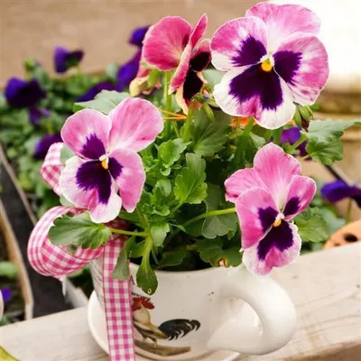 Produktbild von 20 Servietten Pansy Cup - Gepflanzte Stiefmütterchen 33x33cm
