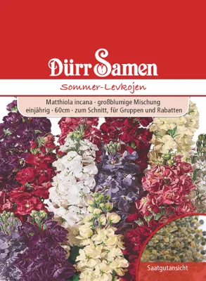 Produktbild von Sommerlevkoje | Sommerlevkojensamen von Dürr Samen