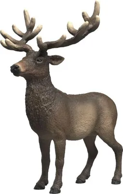 Image de schleich WILD LIFE Amerikaans edelhert 14992