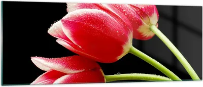 Produktbild von Bilder auf glas - Tulpe garten blume blumenstrauß - 140x50cm - Glasbilder - Wandbilder - Kunstdruck - zum Aufhängen bereit - Wanddekoration aus Glas - Glas Bilder - Wandbild auf Glas - GAB140x50-1494