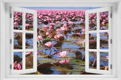 Produktbild von Wallario Wandbild mit Fenster-Illusion: Seerosenlandschaft mit rosa Blüten, Größe: 61 x 91,5 cm, Poster mit rahmenlosen Bildhalter