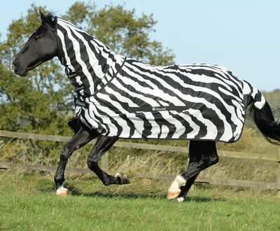 Produktbild von Bucas Fliegendecke Buzz-Off Full Neck Decke Zebra 115