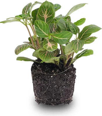 Produktbild von Fittonia Joly Josan- Mosaikpflanze