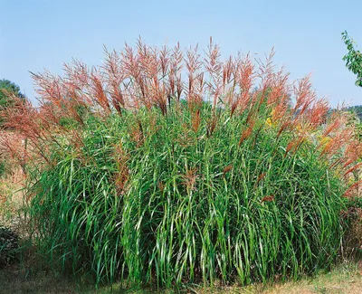 Produktbild von Miscanthus sinensis 'Septemberrot', Chinaschilf, rot, 3-5 Liter Container