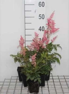 Image de 6 x Astilbe (a) 'Fanal' - Astilbe - pot 9 x 9 cm