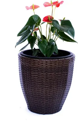 Produktbild von Elegant Einrichten | Pflanzkübel | Polyrattan | rund konisch | D37xH37cm | mocca