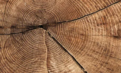 Produktbild von Fototapete Vlies 2006 VEXXXL Baumstamm 4-tlg.416 x 254 cm