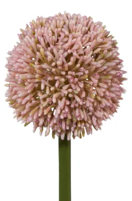 Produktbild von Kunstblume, künstliche Allium rosa H. 64cm Blüte D. 11cm GASPER