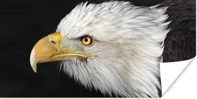 Produktbild von MuchoWow® Poster Adler - Vogel - Schnabel - Augen 40x20 cm - Poster für die Wand - Poster Schlafzimmer