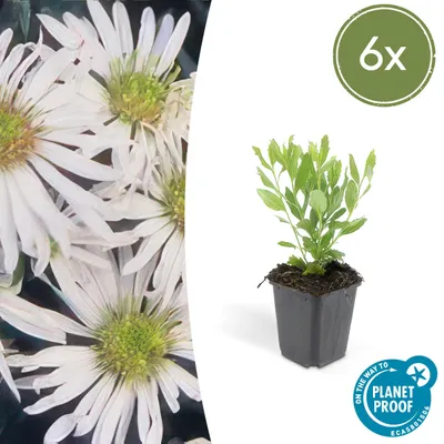 Immagine prodotto di Pianta perenne ornamentale - Aster selvatico - Aster ageratioides 'Ashvi' - Vaso da 9 cm - Set da 6 piante