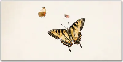 Produktbild von Coloray Bild aus Acryl 140 cm x 70 cm - Küche Wanddekoration Dekoration Wohnzimmer Gehärtetes Acryl Bild auf Acrylglas - Insekt Schmetterling
