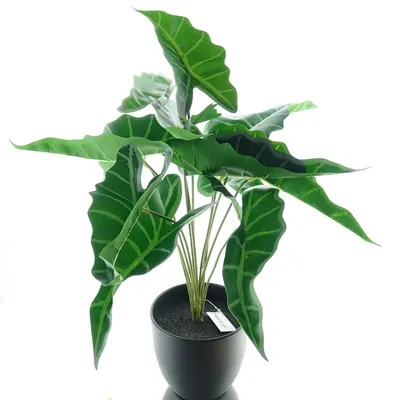 Produktbild von DPI Alocasie Pfeilspitze Grünpflanze 47 cm - Kunstpflanzen