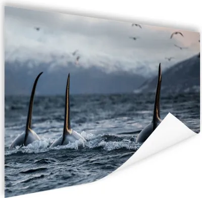 Produktbild von MuchoWow® Poster Drei Orcas 60x40 cm - Schlafzimmerdekoration