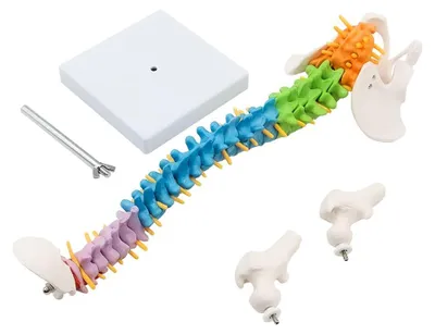 Produktbild von Flexibles Modell der menschlichen Wirbelsäule mit Spinalnerven für den Unterricht