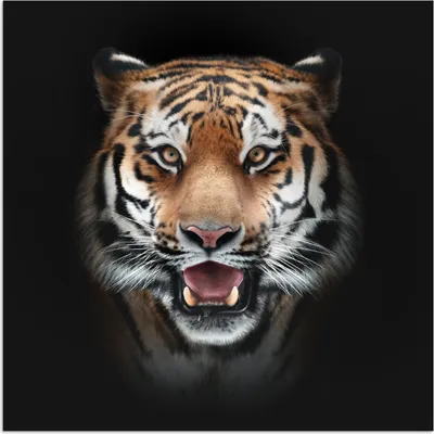 Produktbild von MuchoWow® Poster Tiger - Porträt - Tier 30x30 cm - Wandposter - Printing