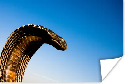 Produktbild von MuchoWow® Poster Cobra-Schlange mit blauem Himmel 120x80 cm - Bilder