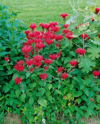 Produktbild von Monarda fistulosa 'Cambridge Scarlet', Indianernessel, rot, ca. 11x11 cm Topf